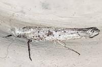 Paradoxus osyridellus