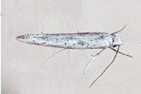 Paradoxus osyridellus
