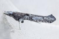 Paradoxus osyridellus