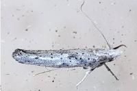 Paradoxus osyridellus