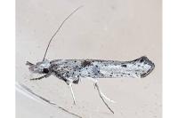 Paradoxus osyridellus