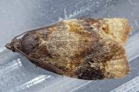 Ditula angustiorana