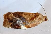 Ditula angustiorana