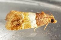 Epinotia festivana