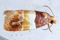 Epinotia festivana