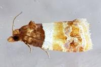 Epinotia festivana