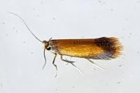 Coptotriche marginea