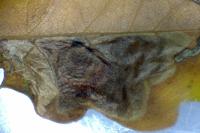 Tischeria decidua