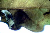 Tischeria decidua