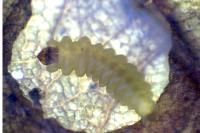 Tischeria decidua