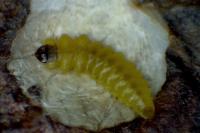 Tischeria decidua