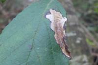 Coptotriche marginea