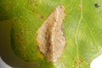 Phyllonorycter messaniella