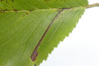 Stigmella ulmivora