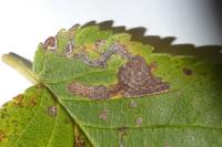 Stigmella ulmivora