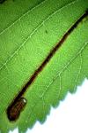 Stigmella ulmivora