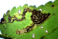 Stigmella ulmivora