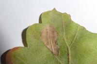 Phyllonorycter messaniella