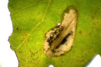Phyllonorycter messaniella