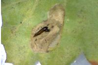 Phyllonorycter messaniella