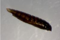 Phyllonorycter messaniella