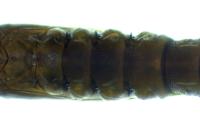 Phyllonorycter messaniella