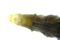 Phyllonorycter messaniella