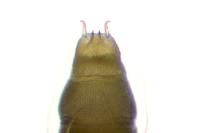 Phyllonorycter messaniella