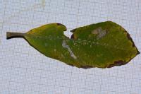Stigmella salicis