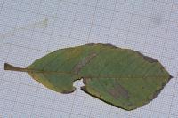 Stigmella salicis