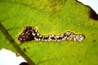 Stigmella salicis