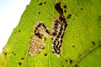 Stigmella salicis