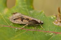 Eriocottis paradoxella
