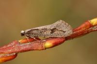 Eriocottis paradoxella