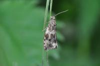 Celypha lacunana