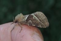 Triodia sylvina