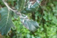 Acrocercops brongniardella