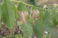 Parectopa robiniella