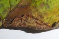 Parornix devoniella