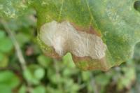 Tischeria ekebladella