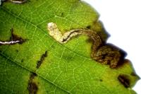Stigmella viscerella