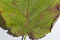 Stigmella floslactella