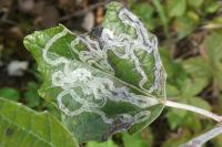 Phyllocnistis xenia