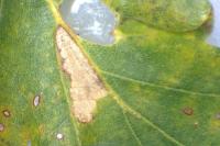 Ectoedemia subbimaculella