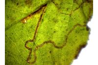 Stigmella floslactella