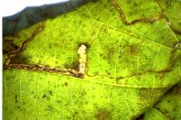 Stigmella floslactella