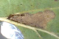 Ectoedemia subbimaculella