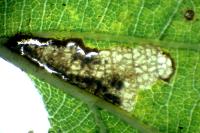 Ectoedemia subbimaculella