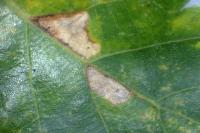 Ectoedemia subbimaculella