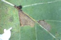 Ectoedemia subbimaculella